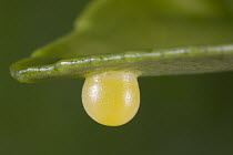 Swallowtail (Papilio sp) butterfly egg attached to the underside of leaf, Germany