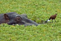 African Jacana (Actophilornis africana) foraging near Hippopotamus (Hippopotamus amphibius) amid water lettuce, Masai Mara National Reserve, Kenya