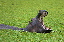 Hippopotamus (Hippopotamus amphibius) threat displaying, Masai Mara National Reserve, Kenya
