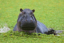 Hippopotamus (Hippopotamus amphibius) charging through water, Masai Mara National Reserve, Kenya