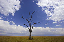 Savannah with dead acacia tree, Masai Mara National Reserve, Kenya