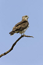 Short-toed Snake-Eagle (Circaetus gallicus), Masai Mara National Reserve, Kenya