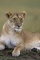 African Lion (Panthera leo) female, Masai Mara National Reserve, Kenya