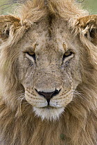 African Lion (Panthera leo) male portrait, Masai Mara National Reserve, Kenya