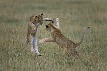 African Lion (Panthera leo) juveniles play fighting, Masai Mara National Reserve, Kenya