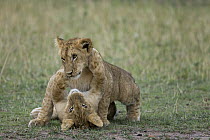 African Lion (Panthera leo) juveniles play fighting, Masai Mara National Reserve, Kenya