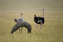 Ostrich (Struthio camelus) pair courting, Masai Mara National Reserve, Kenya