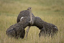 Ostrich (Struthio camelus) female in courtship display, Masai Mara National Reserve, Kenya