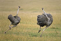 Ostrich (Struthio camelus) female chasing away rival, Masai Mara National Reserve, Kenya