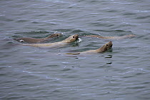 Steller's Sea Lion (Eumetopias jubatus) group swimming, Alaska