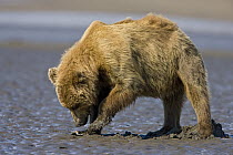 Grizzly Bear (Ursus arctos horribilis) digging for clams on tidal flats, Alaska