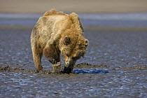 Grizzly Bear (Ursus arctos horribilis) digging for clams on tidal flats, Alaska