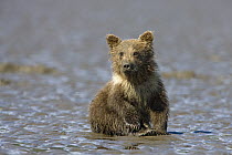 Grizzly Bear (Ursus arctos horribilis) cub on tidal flats, Alaska