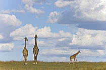 Masai Giraffe (Giraffa tippelskirchi) mother, father and calf, Masai Mara, Kenya