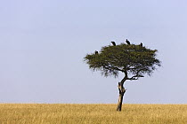 Lappet-faced Vulture (Torgos tracheliotus) group sitting on top of acacia tree in savannah, Masai Mara National Reserve, Kenya