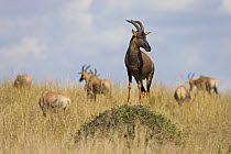 Topi (Damaliscus lunatus) herd with guard standing on termite mound, Masai Mara National Reserve, Kenya