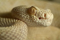 Western Diamondback Rattlesnake (Crotalus atrox) albino, native to North America