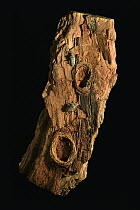 Ribbed Pine Borer (Rhagium inquisitor) adult beetles beside larval chambers occurring between the bark and the wood, native to northern Europe and Asia