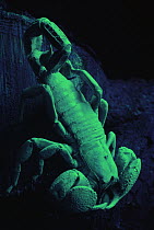 Emperor Scorpion (Pandinus imperator) photographed under ultraviolet light, native to Africa