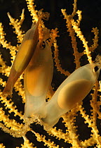 Small-spotted Catshark (Scyliorhinus canicula) egg capsules, native to the Mediterranean Sea and the Atlantic Ocean from Norway to Senegal