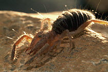Common European Solifugid (Gluvia dorsalis) is the only solifugid species occuring in western Europe, Murcia, Spain