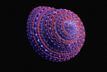 Strawberry Top Shell (Clanculus pharaonius) photographed under ultraviolet light showing fluoresence, native to the Red Sea
