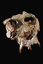 Huminid (Pierolapithecus catalaunicus) skull, believed to be the last ancestor common to all modern great apes and humans, from the Miocene Epoch, Spain
