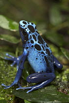 Blue Poison Dart Frog (Dendrobates azureus) portrait, native to Surinam