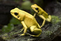 Golden Poison Dart Frog (Phyllobates terribilis) pair, native to Colombia