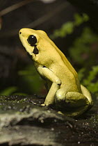 Golden Poison Dart Frog (Phyllobates terribilis) portrait, native to Colombia
