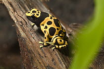 Yellow-banded Poison Dart Frog (Dendrobates leucomelas) portrait, native to northern South America