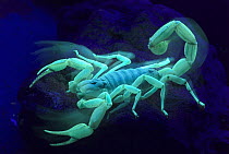 Giant Desert Hairy Scorpion (Hadrurus arizonensis) photographed under ultraviolet light showing fluoresence, native to southern North America and northern Mexico