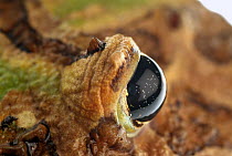 Ornate Horned Frog (Ceratophrys ornata) eye, native to Argentina