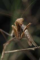 European Mantid (Mantis religiosa) eating grasshopper, Serra del Montsant Natural Park, Tarragona, Spain
