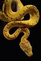 Green Tree Python (Chondropython viridis) juvenile hanging, native to New Guinea, Cape York Peninsula, and Australia
