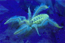 Solifugid (Paragaleodes sp) photographed under ultraviolet light showing fluoresence, native to Africa and Asia