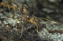 Weaver Ant (Oecophylla sp) in defensive position, Baitabag, Papua New Guinea