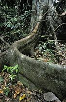 Buttress roots, which stabilize the tree and pick up nutrients in shallow soils, Papua New Guinea