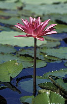 Lotus Lily (Nelumbo sp) flowering, Papua New Guinea