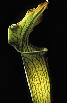 Sweet Pitcher Plant (Sarracenia rubra) trap, native to the southeastern United States