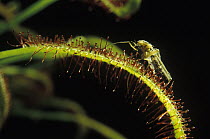 Cape Sundew (Drosera capensis) with lured and caught mosquito, native to South Africa