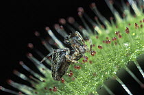 Cape Sundew (Drosera capensis) with caught spider, native to South Africa