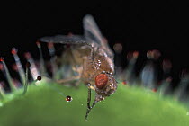 Fruit Fly (Drosophila melanogaster) caught by Cape Sundew (Drosera capensis), native to South Africa
