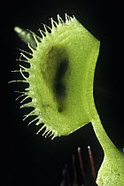 Venus Fly Trap (Dionaea muscipula) with caught insect, native to the southeastern United States