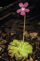 Weser Butterwort (Pinguicula weser) a hybrid of the two mexian butterworts, often used in pest control, Madrid, Spain