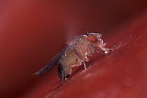 Fruit Fly (Drosophila melanogaster) feeding, Spain