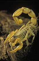 Common European Scorpion (Buthus occitanus) in defensive posture, Tavern Desert, Almeria, Spain