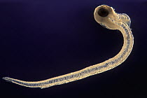 Fish larva from the Meditterranean Sea, magnified 12 times, Barcelona, Spain