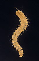 Polychaete larva, possibly of the family Nereididae, 12x magnified, Barcelona, Spain
