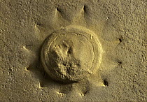Cnidarian (Eulithota sp) medusa fossil from the Geological Museum of the Seminary, Barcelona, Spain